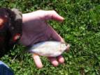 Healthy Golden Shiner ripe with roe