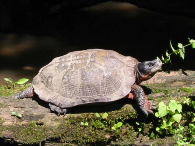 Wood Turtle basking on log 