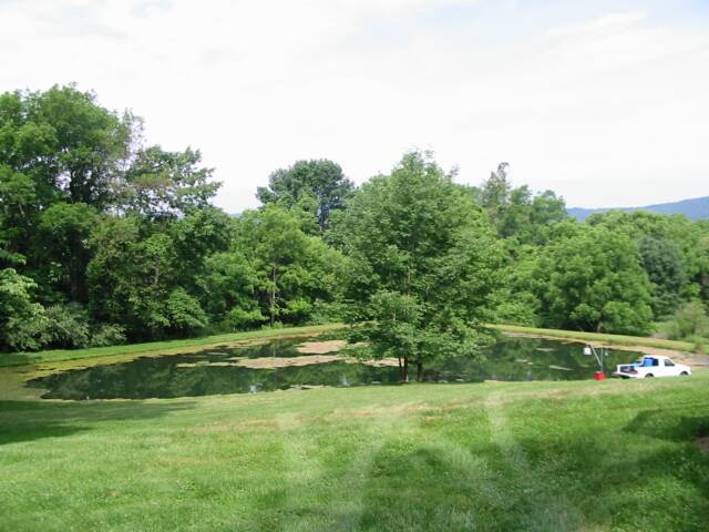 Pond with filamentous algae prior to biological control