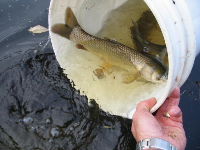 Stocking Grass Carp - click photo to view more info on Grass Carp