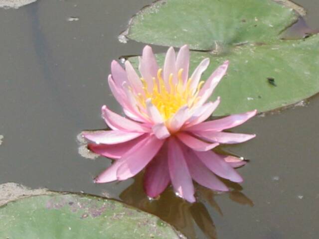 Water Hyacinth