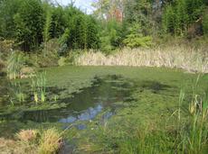 Cottage pond before treatment