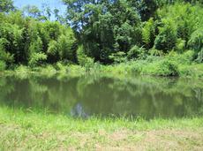 Cottage pond after treatment