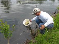 Stocking grass carp