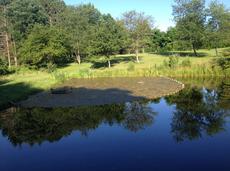 Seining algae